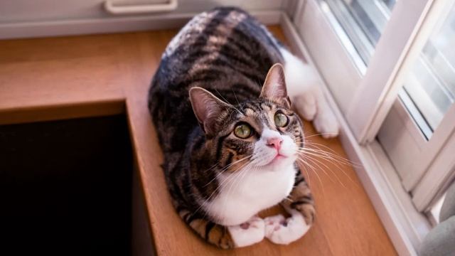 ❤️Есть ли чувства у котов ❤️Рассказ, Основанный на Реальных Событиях#blackcatmajk #cat #viral