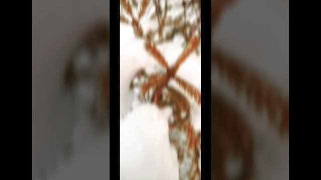 In the winter forest part 14 (video in English)