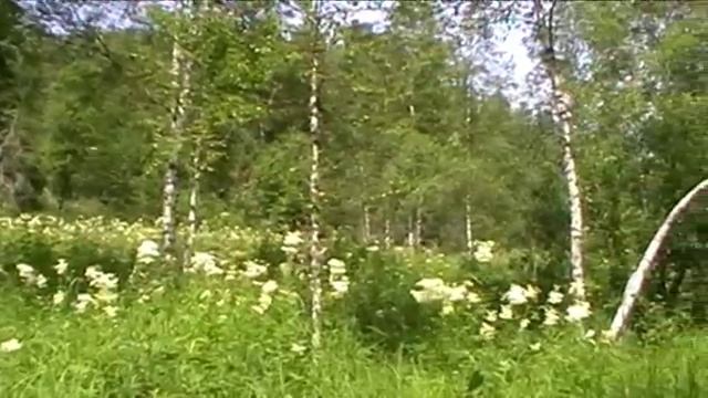 ИЮЛЬ, ЖАРА... (Природа Кузбасса, июль - 2014 г.)