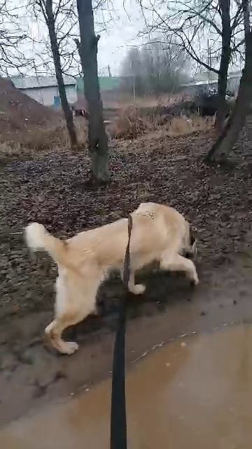 Милый алабай Ванечка. Ищем дом