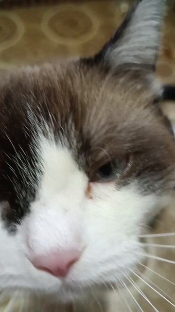 Мужчина в полном расцвете сил..
😻😻😻