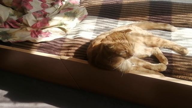 Мой солнечный котик