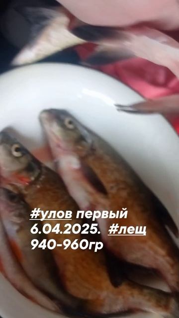 #улов первый 6.04.2025.  #лещ 940-960гр