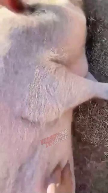 Брачные игры Свинофчука и Зегетмана