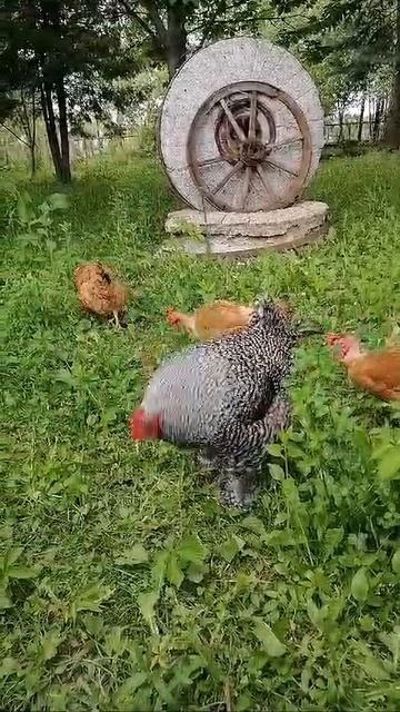 курица -помада!😅