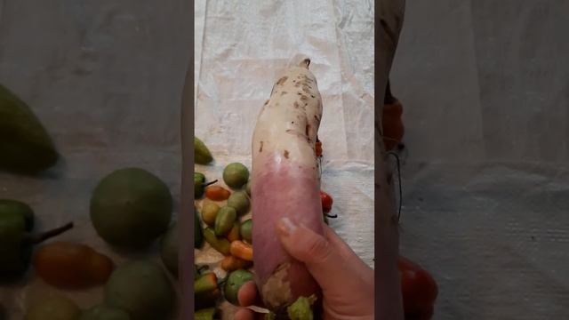 ТОМАТЫ ПЕРЕЦ РЕДЬКА БЕЗ ХИМИЯ НА ЕСТЕСТВЕННОЙ ВЛАГЕ            ЧАСТЬ 4