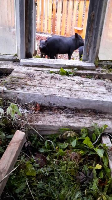 это демоны🙂