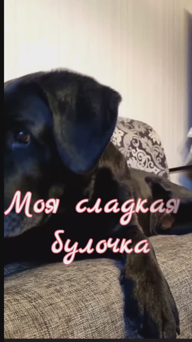 Моя сладкая булочка