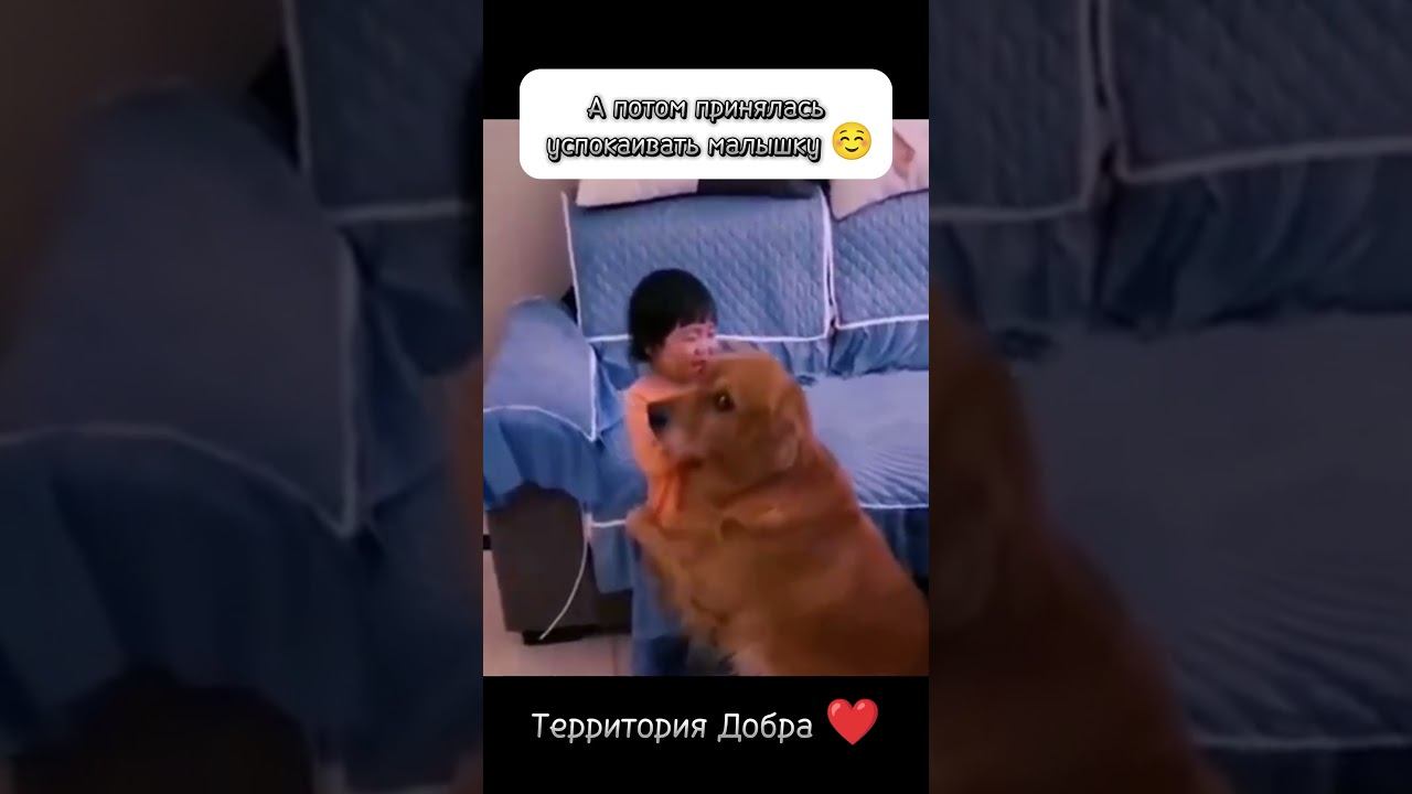 родители отругали девочку, но тут #дети # собока #рекомендации