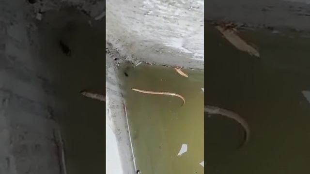 Мори хавзи булёни поён