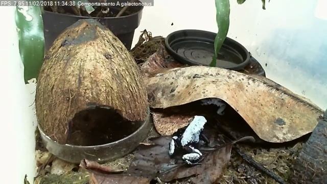 Adelphobates galactonotus  courtship part 3
