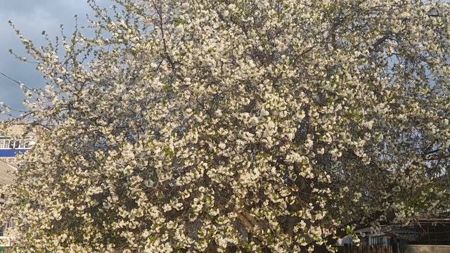 6.lV.2025г. Весна в Изобильном.mp4