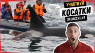 Косатки на расстоянии вытянутой руки в Камчатской экспедиции.