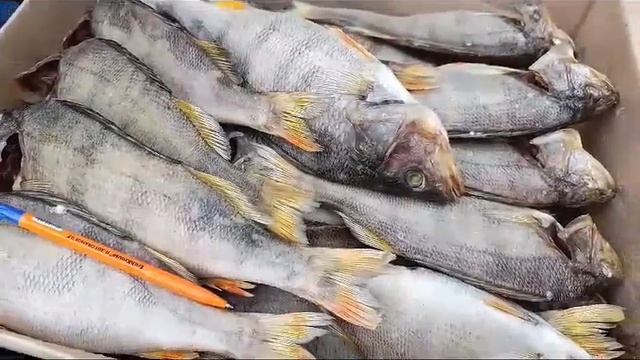 Окунь вяленый крупненький