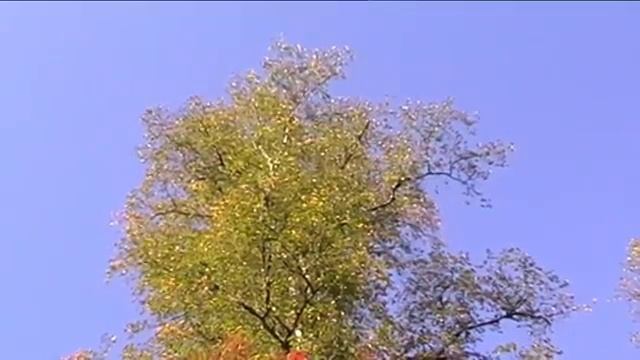 СЕНТЯБРЬ МНОГОЦВЕТНЫЙ.  (Природа Кузбасса, сентябрь - 2014 год)