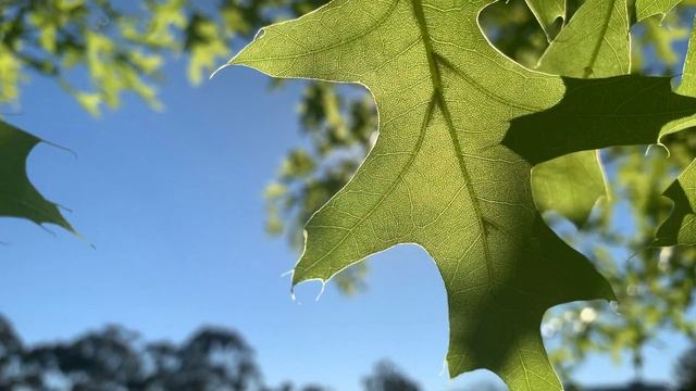 First go with DJI Osmo Mobile 3 & IphoneXR on DJI Mimo - Melbourne #DJIOsmoMobile3 #Iphone