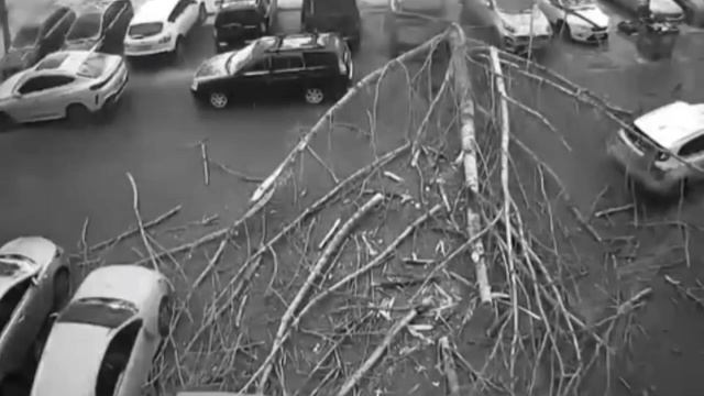 Дерево упало на автомобили