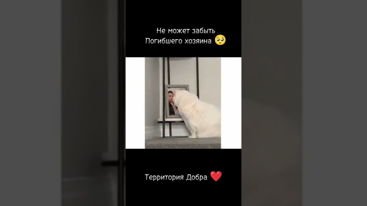 котик скучает по своему хозяину
