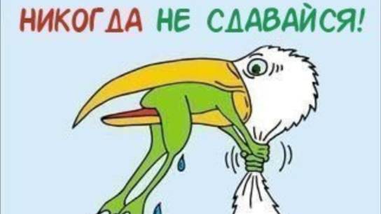 Как пересадить "Женское счастье" и разделить один цветок на два?