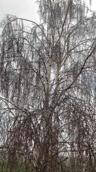 Погодные аномалии