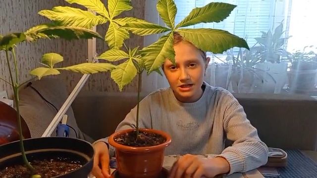 КАШТАНЫ
