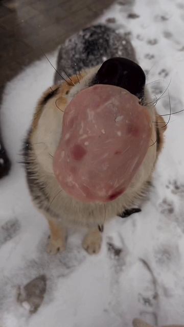 Милый пёс