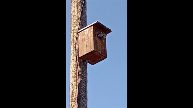 Птицы.