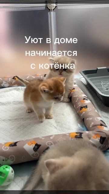 Британские котята «голубое золото»