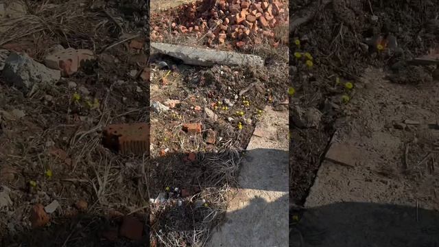 Обзор земли в деревне Кадикасы