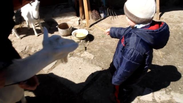 Знакомство Вити с козами. Кормление соломкой. Мы в селе часть 1