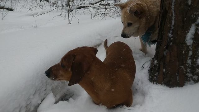 апрельская вьюга