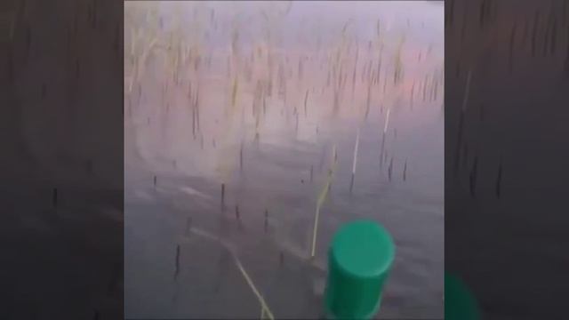 Весенний карась на мормышку и красного навозного червя 🎣