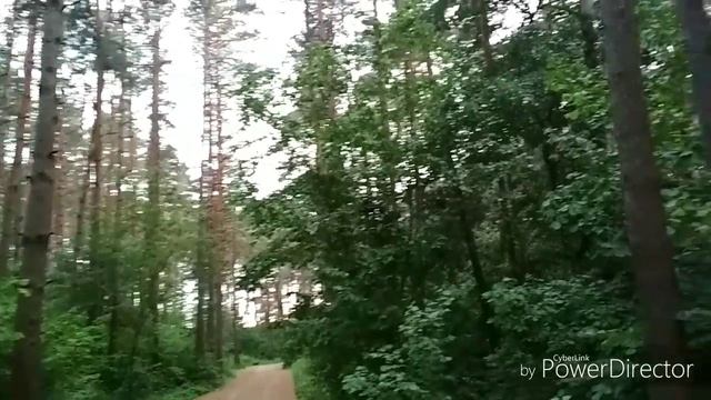 Лес Лучоса Витебск!!!
