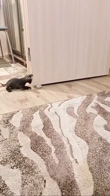 Донской сфинкс учится играть в футбол !!!