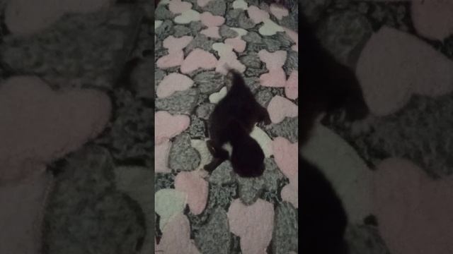 Ого, у нас Яшка цыган.