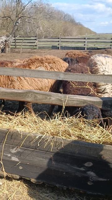Бараны 🐏
