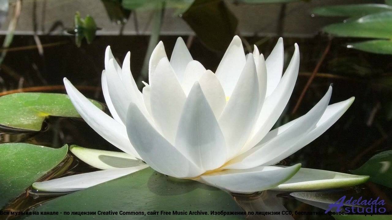 ❤❤❤ Мелодия, как вихрь - First Attampt to Fly -- Dee Yan-Key -- Attitude.mp4