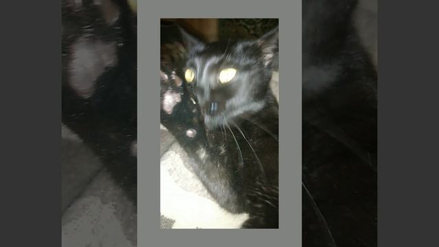 Будни кошечки Умки