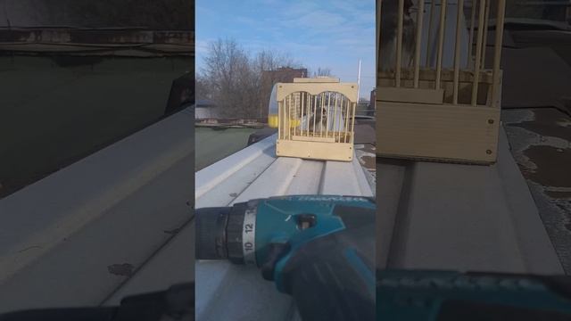 Седоголовый щегол с Таджикистана