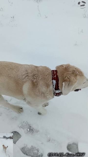 Весенняя зима