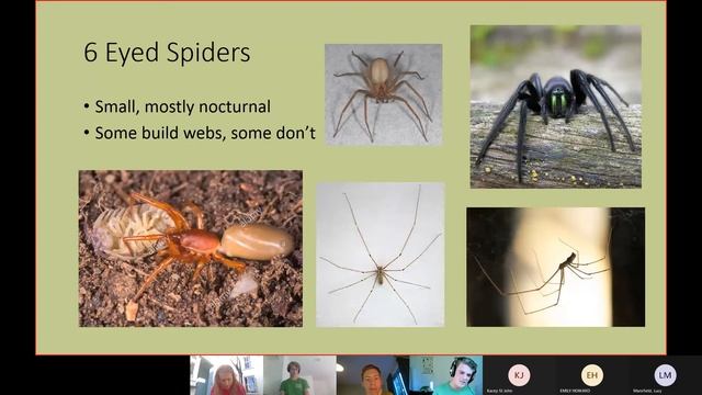 Ecosoc UK Spider Identification Talk 14/09/2021
