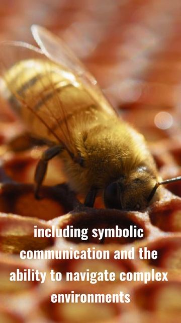 Top 10 smartest animals. Top 10: Honeybees