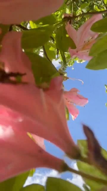 Going through some rhododendron bushes at #Russian #dacha     #summer