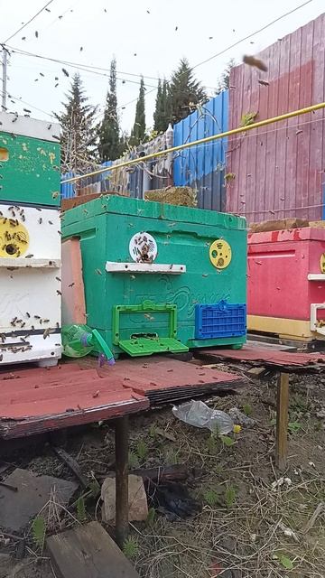 облёт пчёл 6 апреля