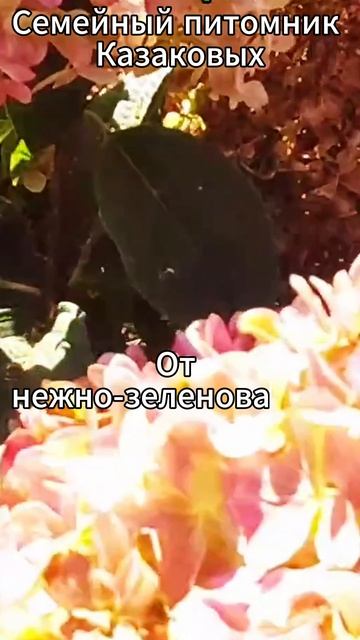 ГОРТЕНЗИЯ МЕТЕЛЬЧАТАЯ ПИКСИО