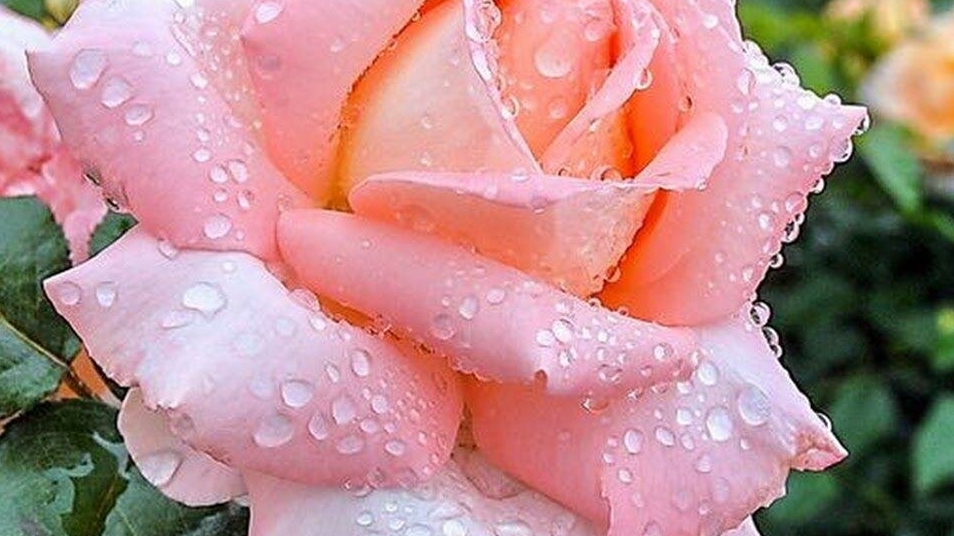 САМЫЕ ВОСТРЕБОВАННЫЕ СОРТА РОЗ НА ВЕСНУ 2025 год.