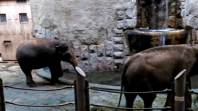 Elephants Eating and Drinking - Семейство слонов за трапезой