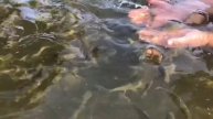 #46/Hand fish (Ручная рыба)/Summer (Лето)/2021