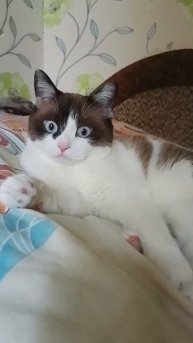 Куда я попал?😸