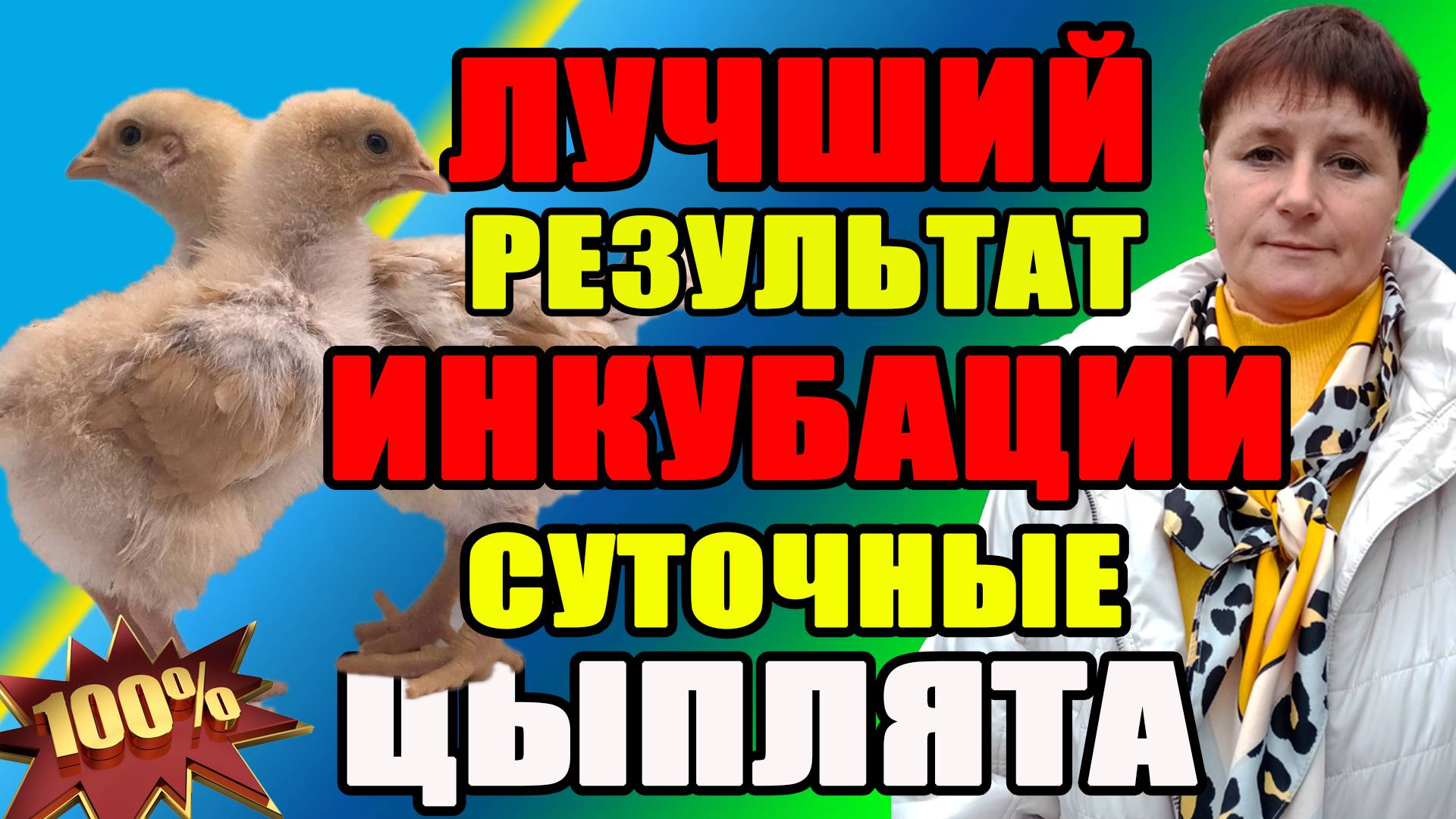 Лучший РЕЗУЛЬТАТ инкубации. Суточные цыплята, кормление и содержание.